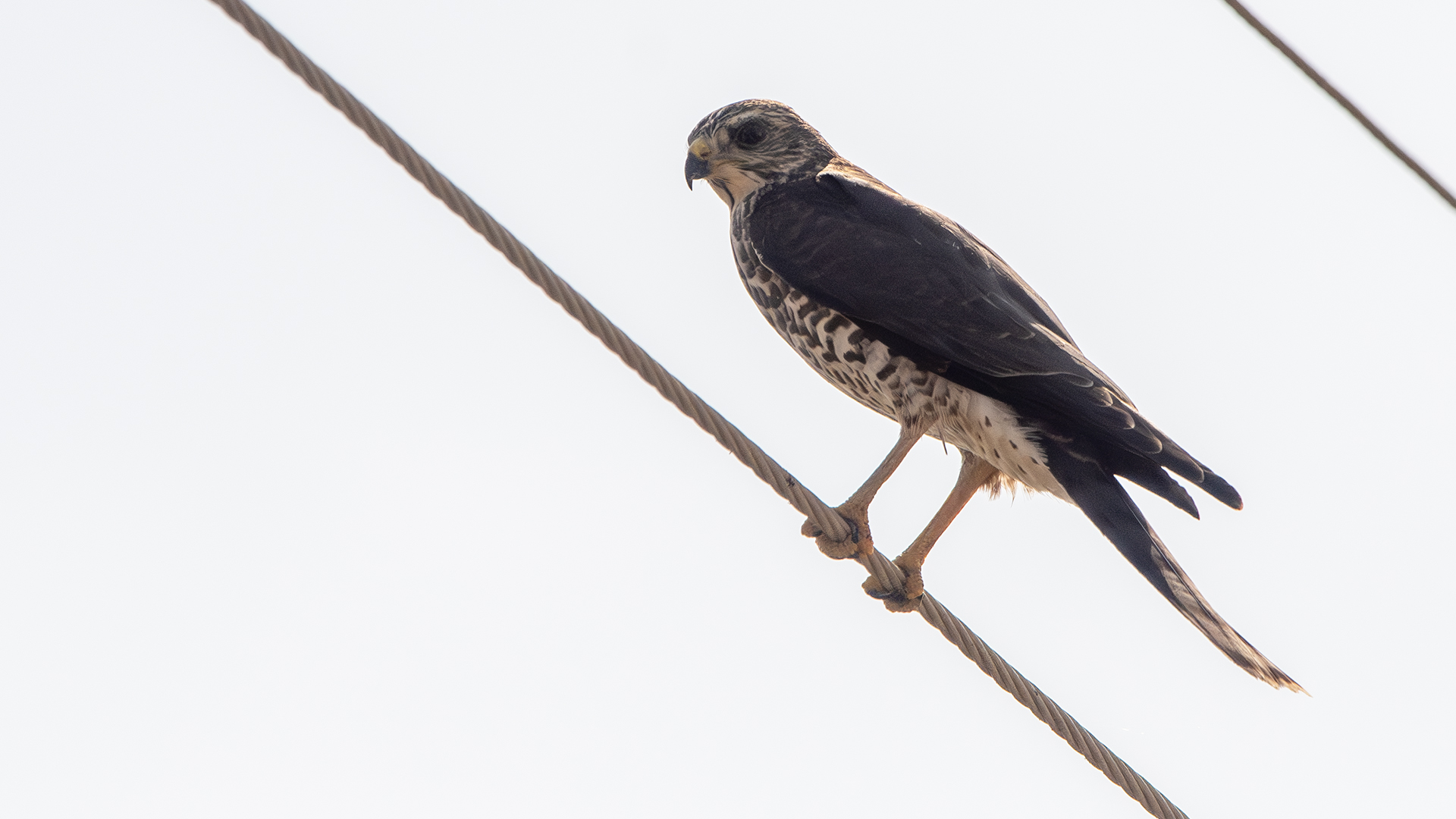Levant Sparrowhawk